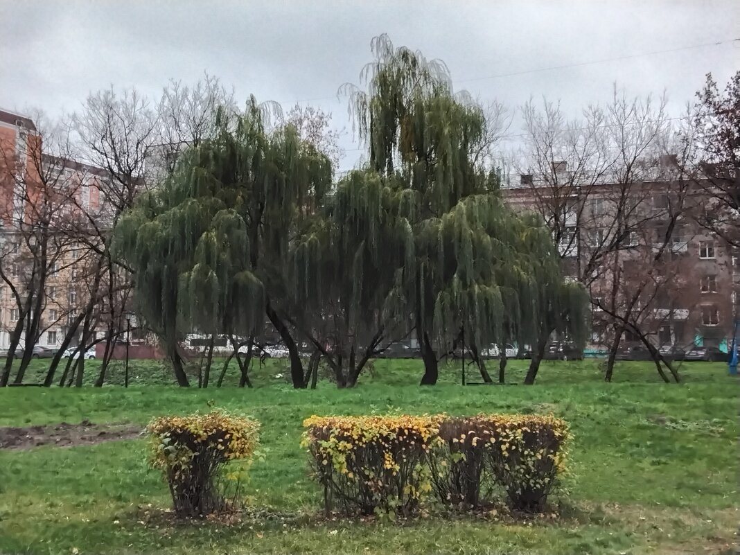 Ивушки - Дмитрий Никитин