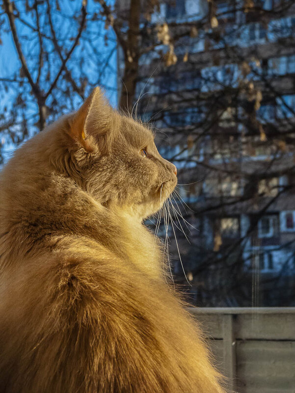 Осенние мечты - Наталья Rosenwasser