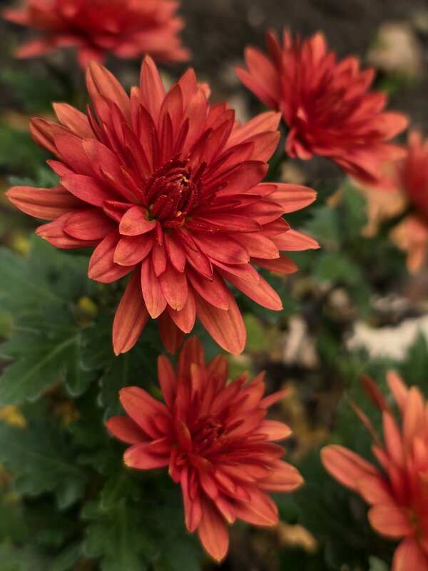 Хризантемы наших полисадников... - Nina Streapan