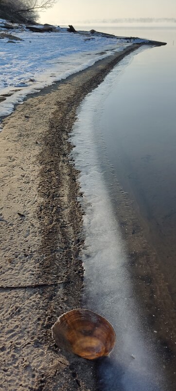 ракушка, берег Москвы-реки - Наталия 