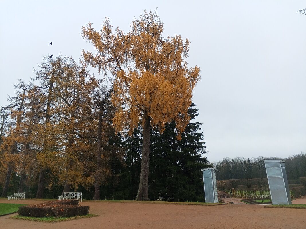 Осень - Сапсан 