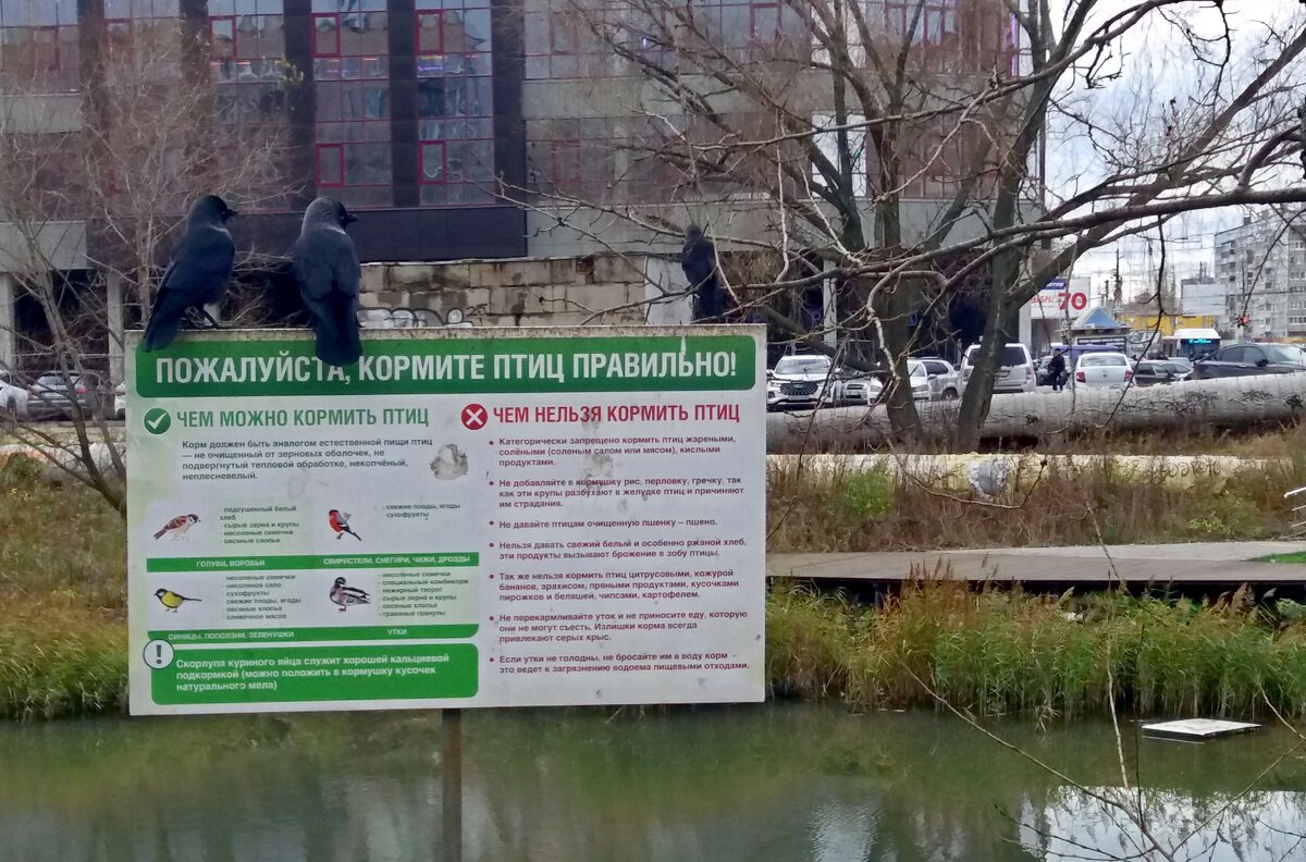 Кормите птиц правильно - Galina Solovova