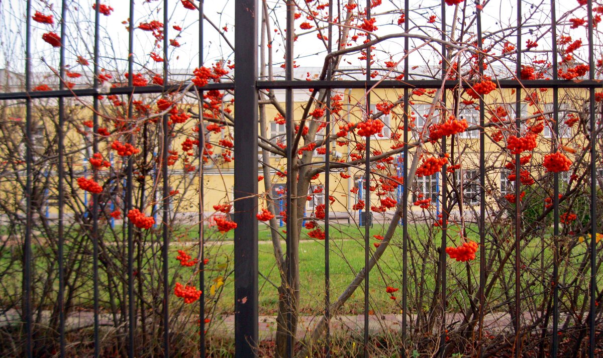 За оградой краснеет рябина - Galina Solovova За оградой краснеет рябина - Galina Solovova