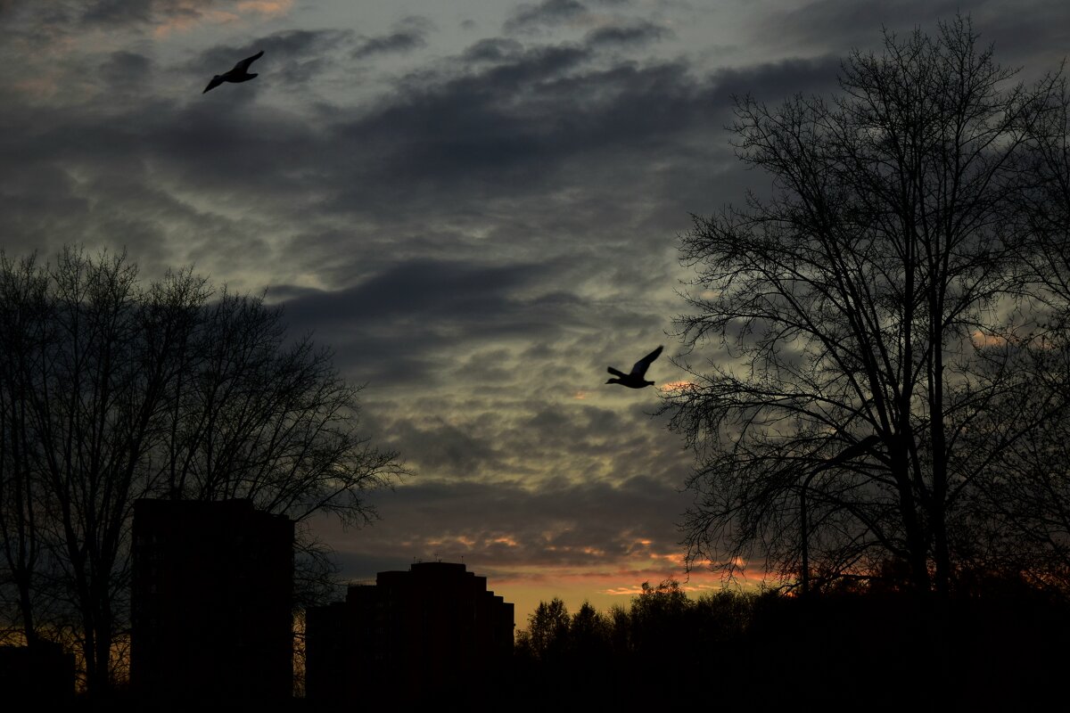 Птицы в небе - Мария Яковлева