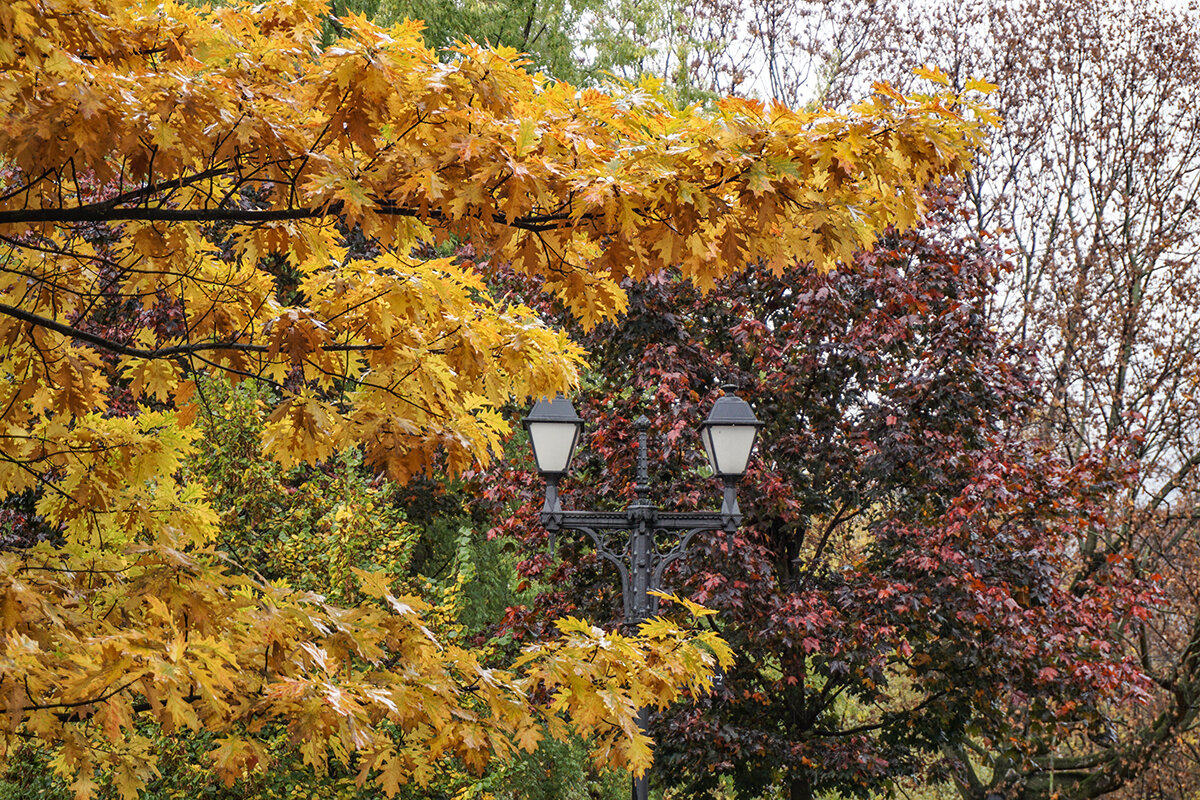 Краски осени - Ольга 