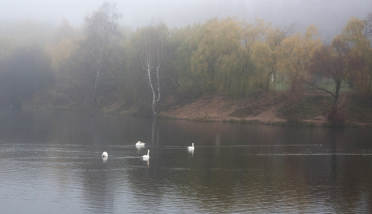 Лебединое озеро. - Владимир Безбородов