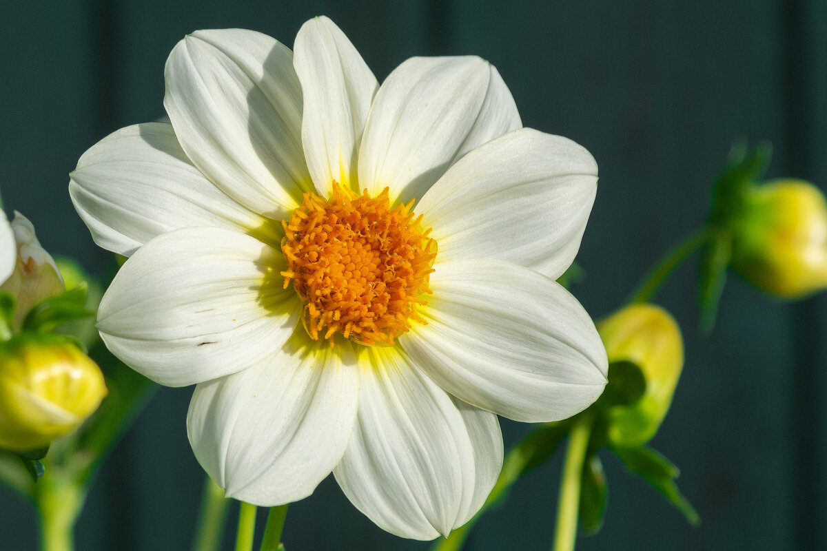 *** - Виктор Иванович Чернюк