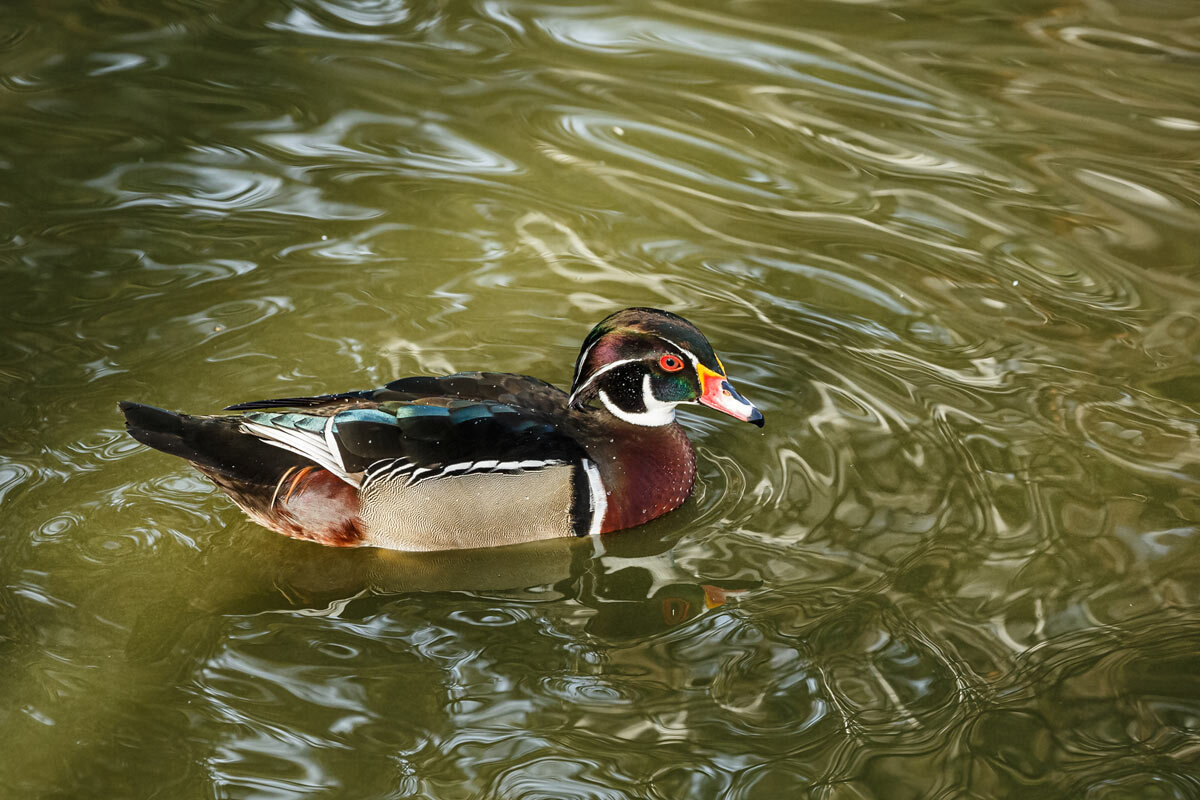 Каролинка - SanSan 