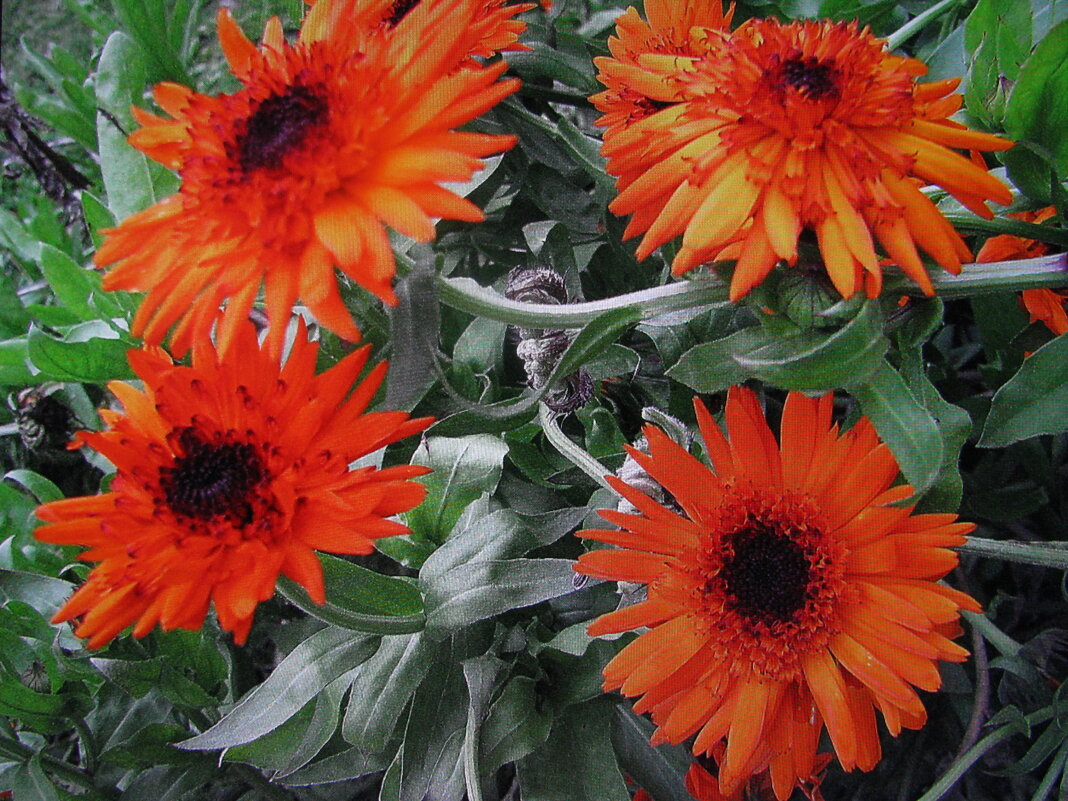 Ноябрьские красотки - Людмила Смородинская