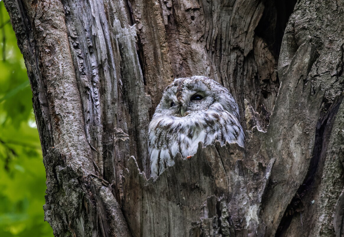 серая неясыть.молодая. - юрий макаров серая неясыть.молодая. - юрий макаров