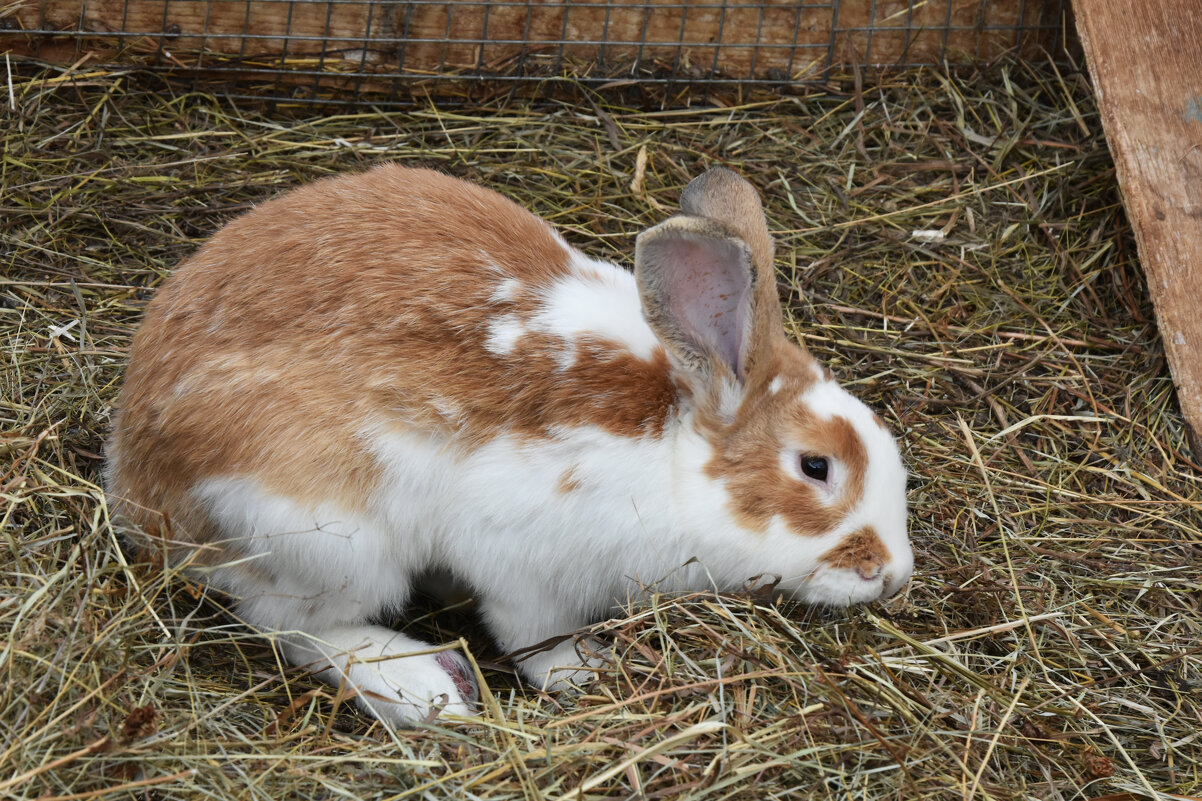 Московская область. Серпухов. Ферма «Русский страус». - Наташа *****