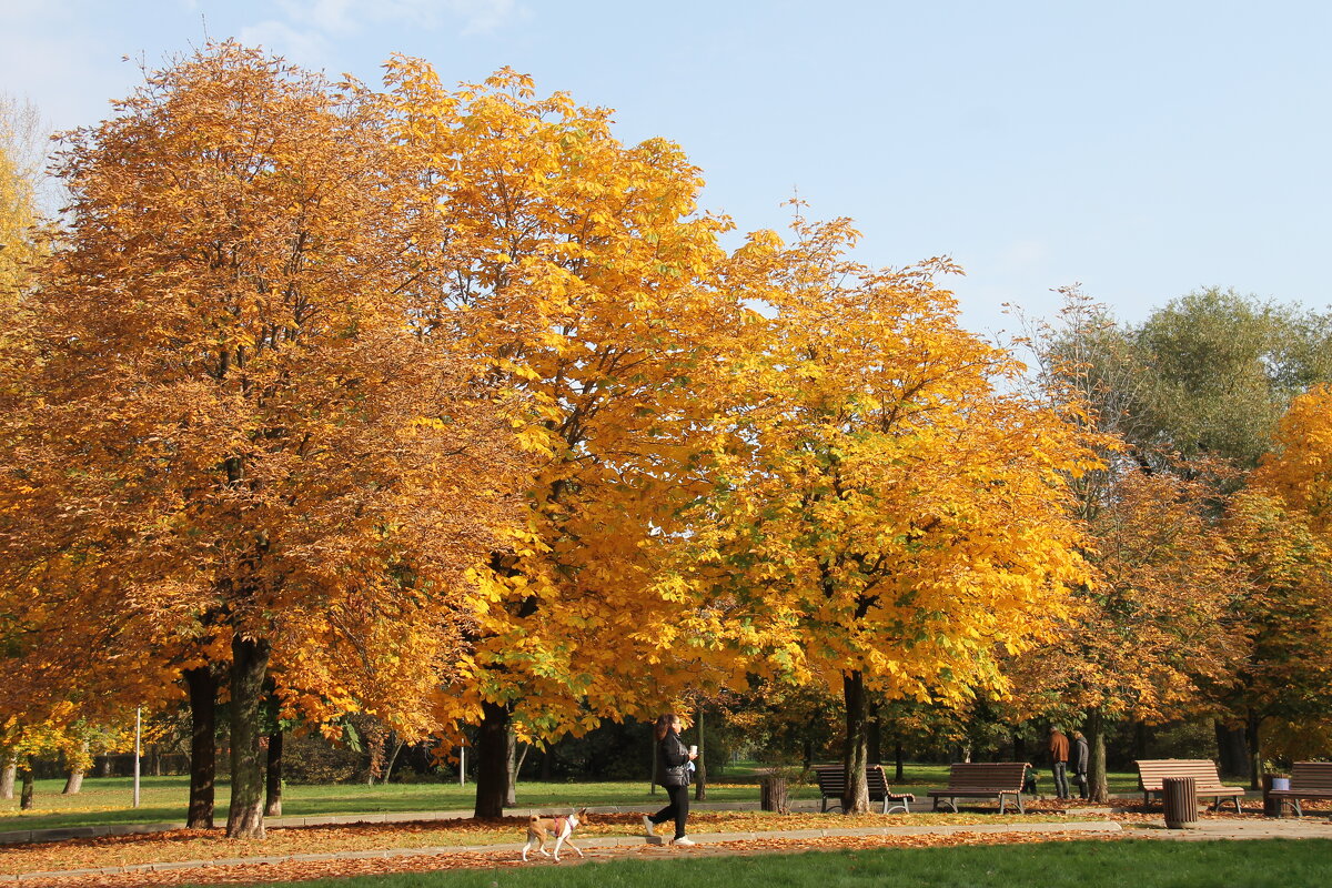 АХ, ЭТА ОСЕНЬ ЗОЛОТАЯ.... - Валентина 