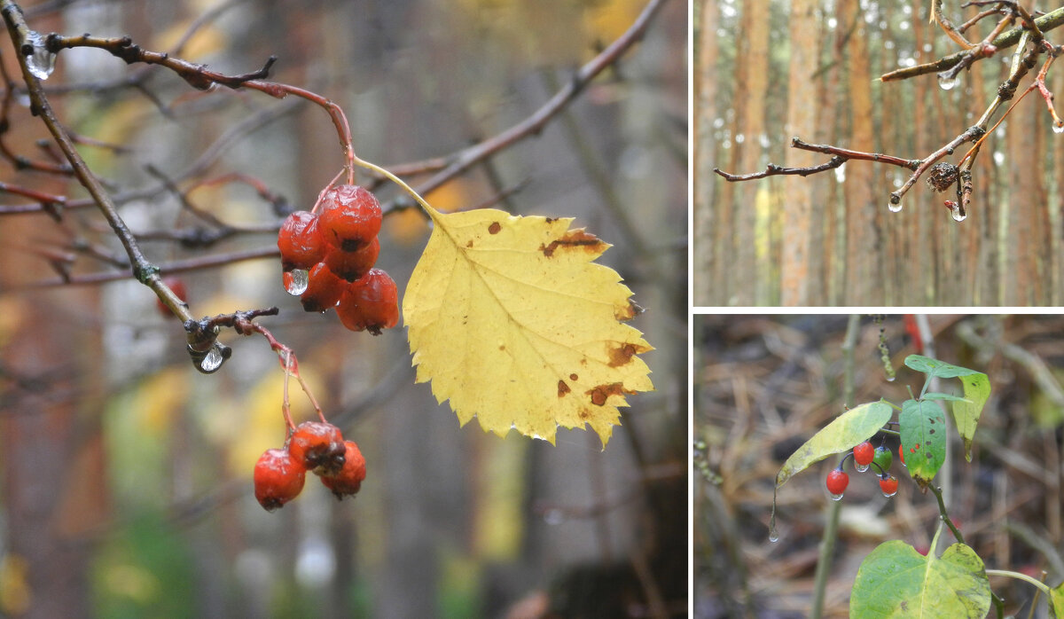 капельки - Лера 