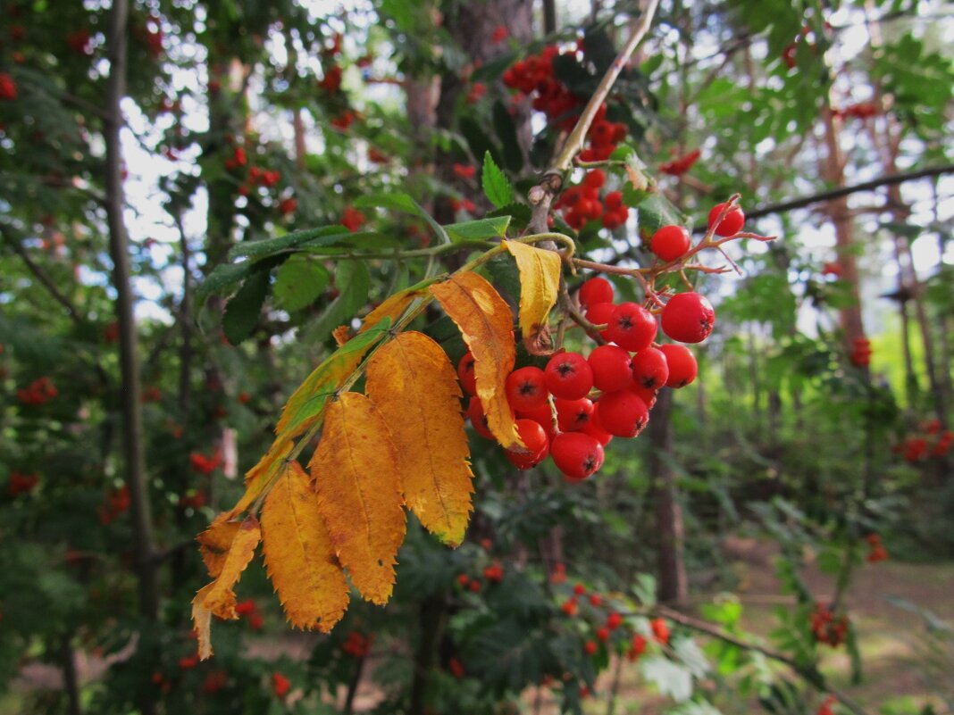 в парках Екатеринбурга - Елена Шаламова