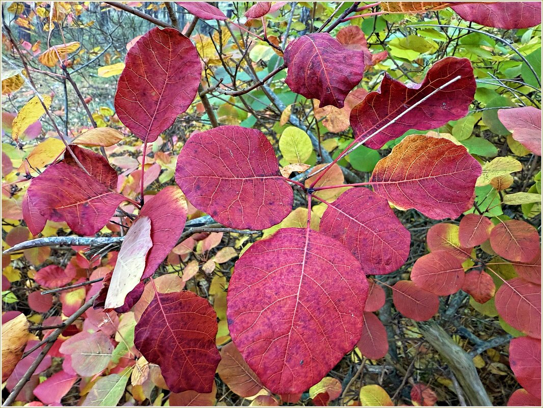 Ноябрь. - Валерия Комова Ноябрь. - Валерия Комова