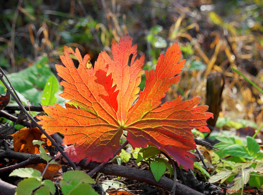 Прощальные аккорды октября... - Андрей Заломленков
