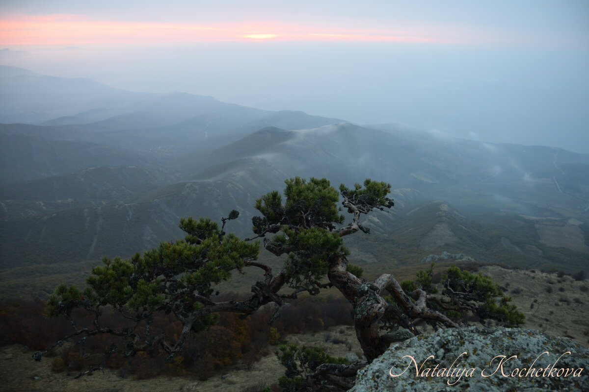 Природа Крыма - Amazing Cosmea