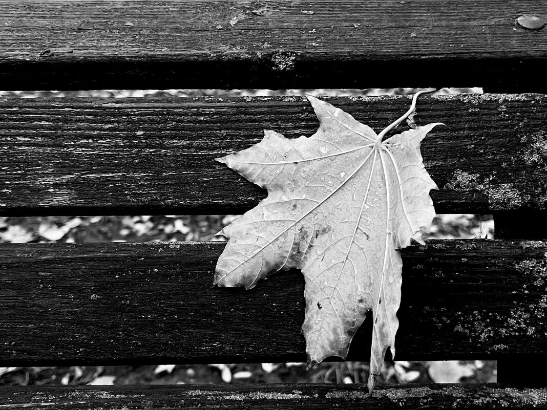 Чб - Sergei Vikulov