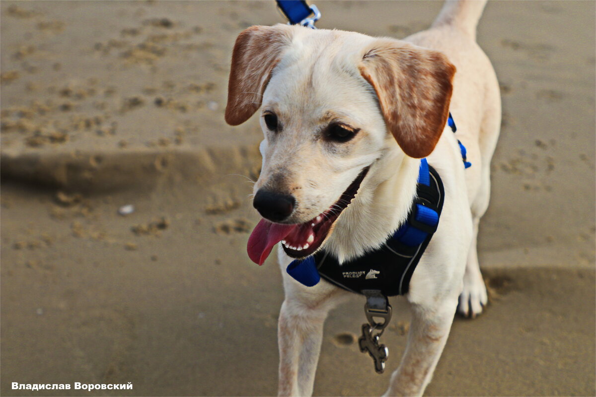 Моя любимая собака Хелли - Владислав Воровский Моя любимая собака Хелли - Владислав Воровский