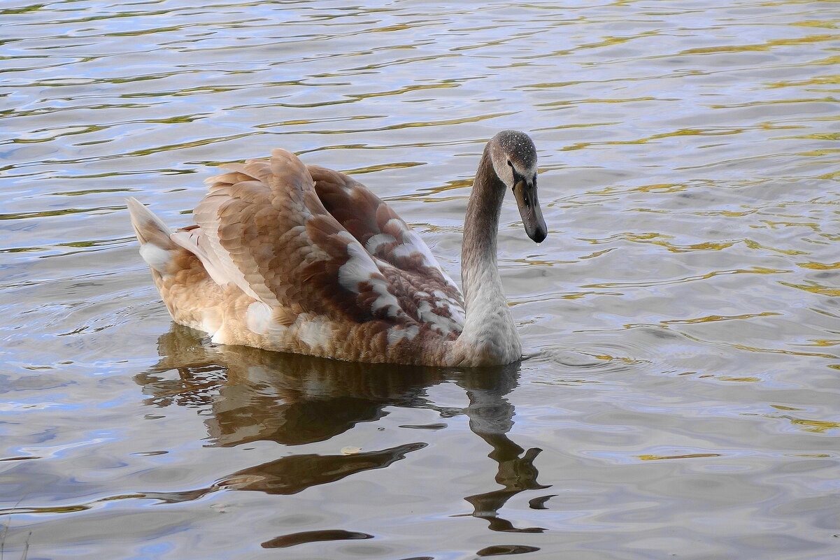 Лебединая молодежь - Рита Симонова Лебединая молодежь - Рита Симонова