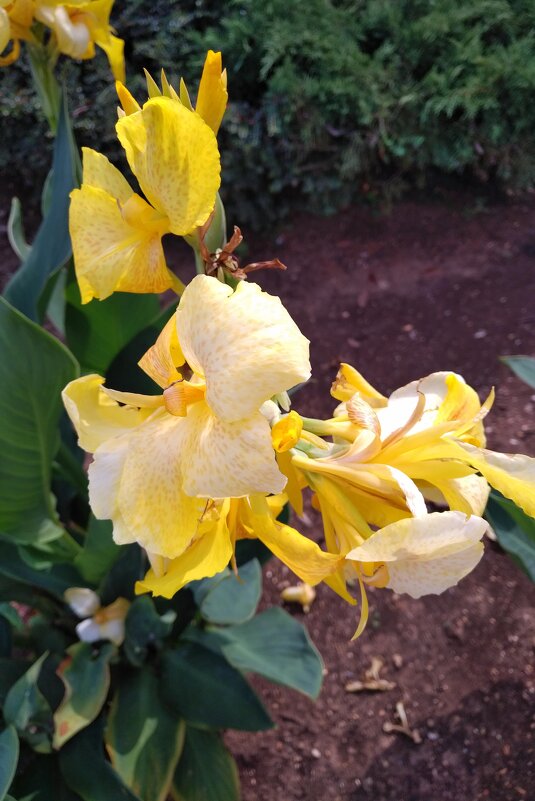 Красивенько - Натали 