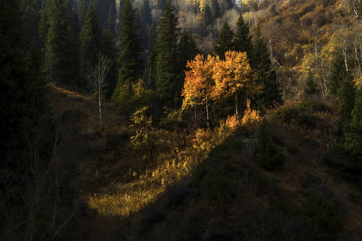 Есть у Солнышка любимчики ) - LudMila 
