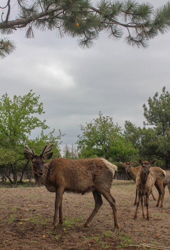 Олени - Оксана Новик 