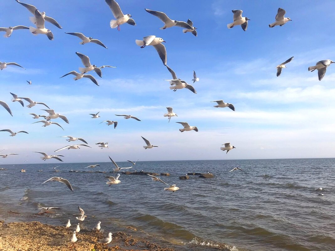 Чайки - Оксана Новик 