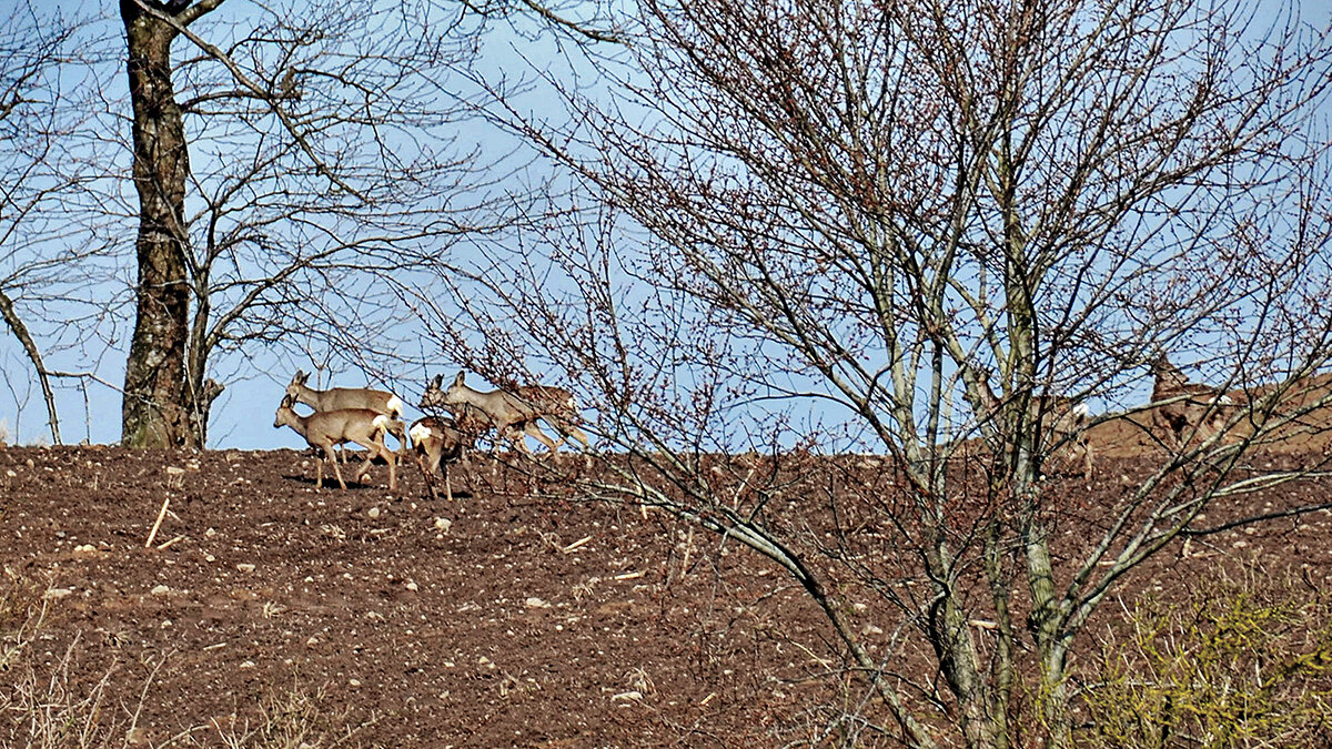 Фотоохотников не боятся - Alexandеr P