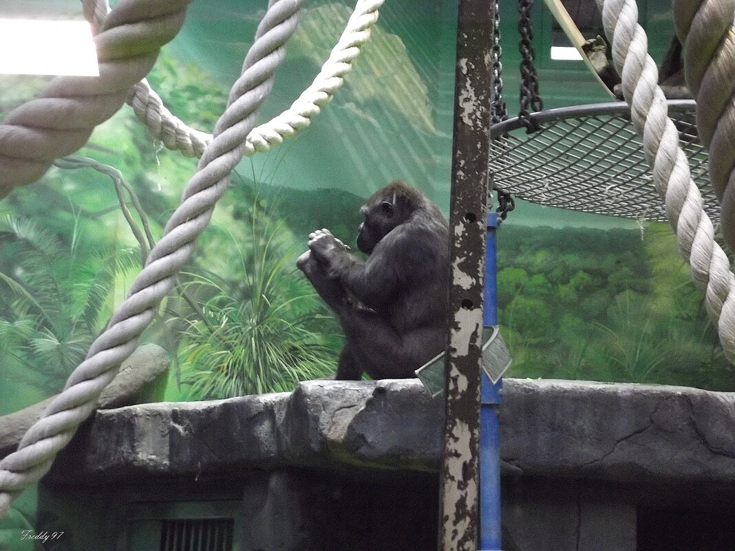 За работой... - Freddy 97