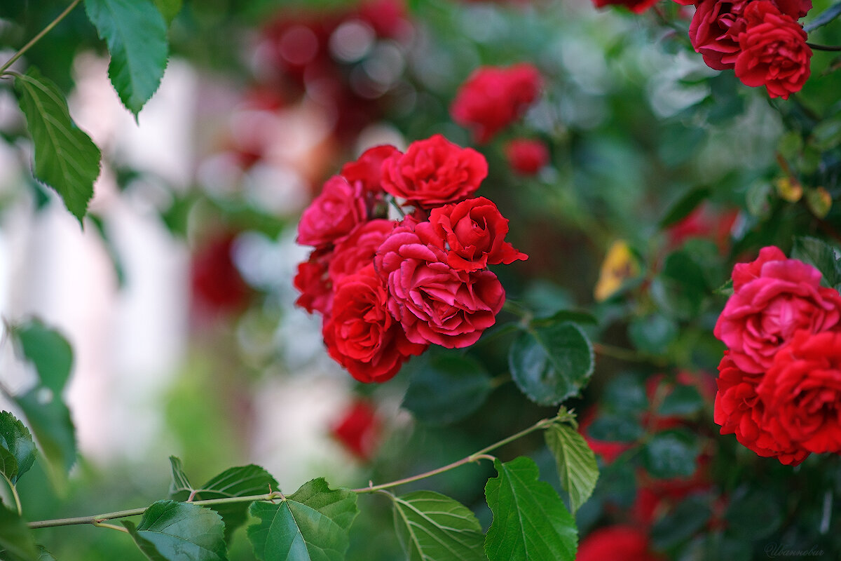 *** - Иваннович *