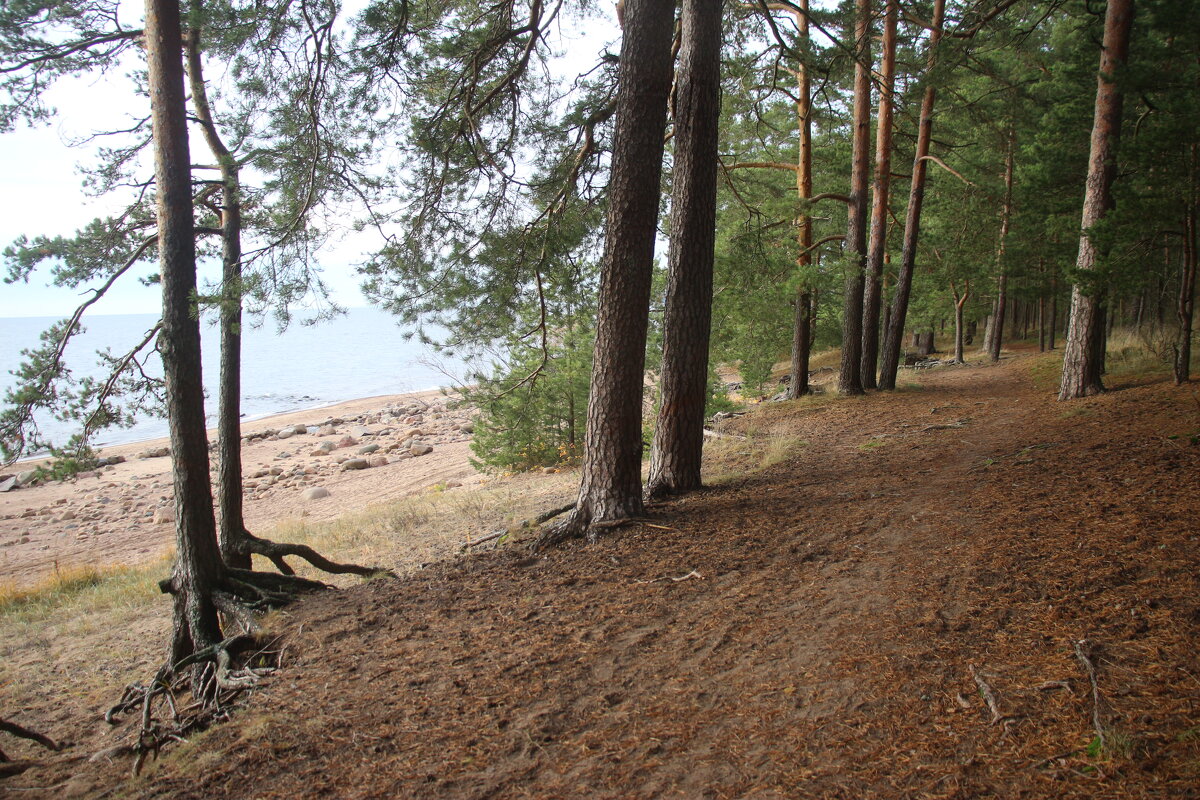 Репино - Наталья Герасимова