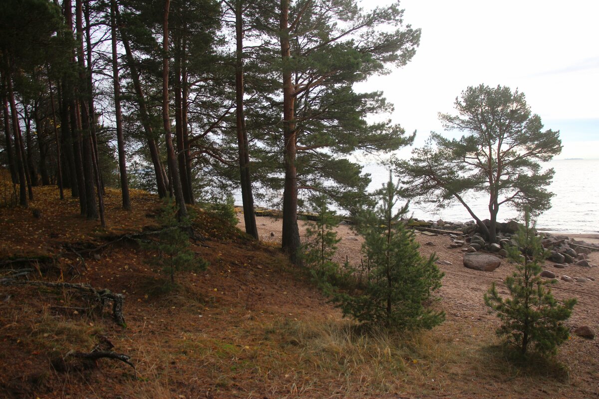 Репино - Наталья Герасимова