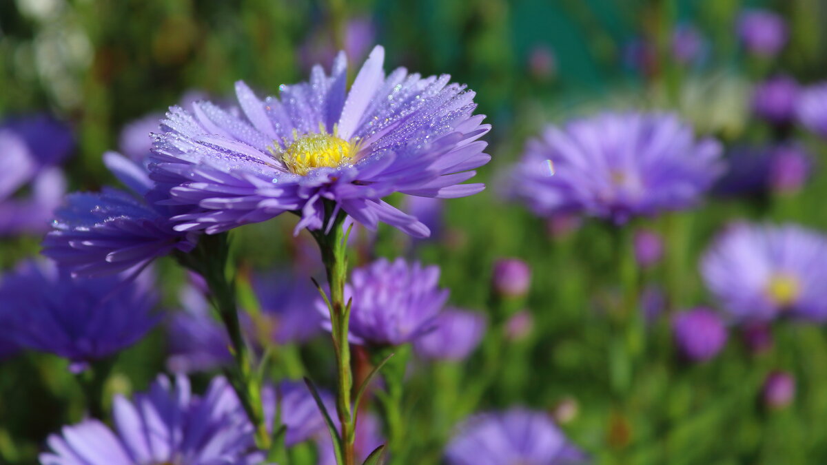 Сентябринки в росе - Нина северянка