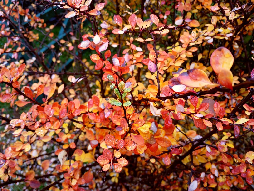 Ноябрьский этюд. - Лия ☼