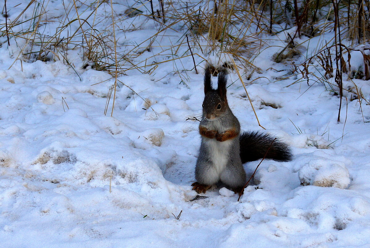 Хочется кушать ... - Нэлли Обертынская Хочется кушать ... - Нэлли Обертынская