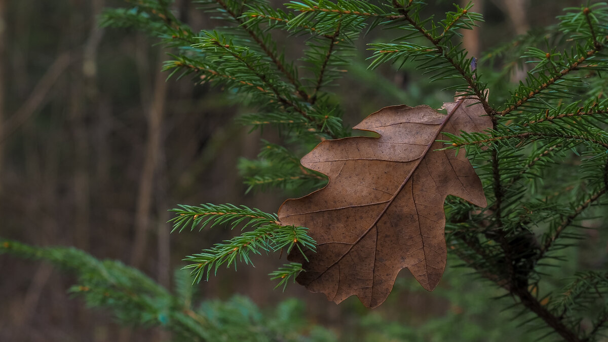 Ёлочное Украшение - юрий поляков