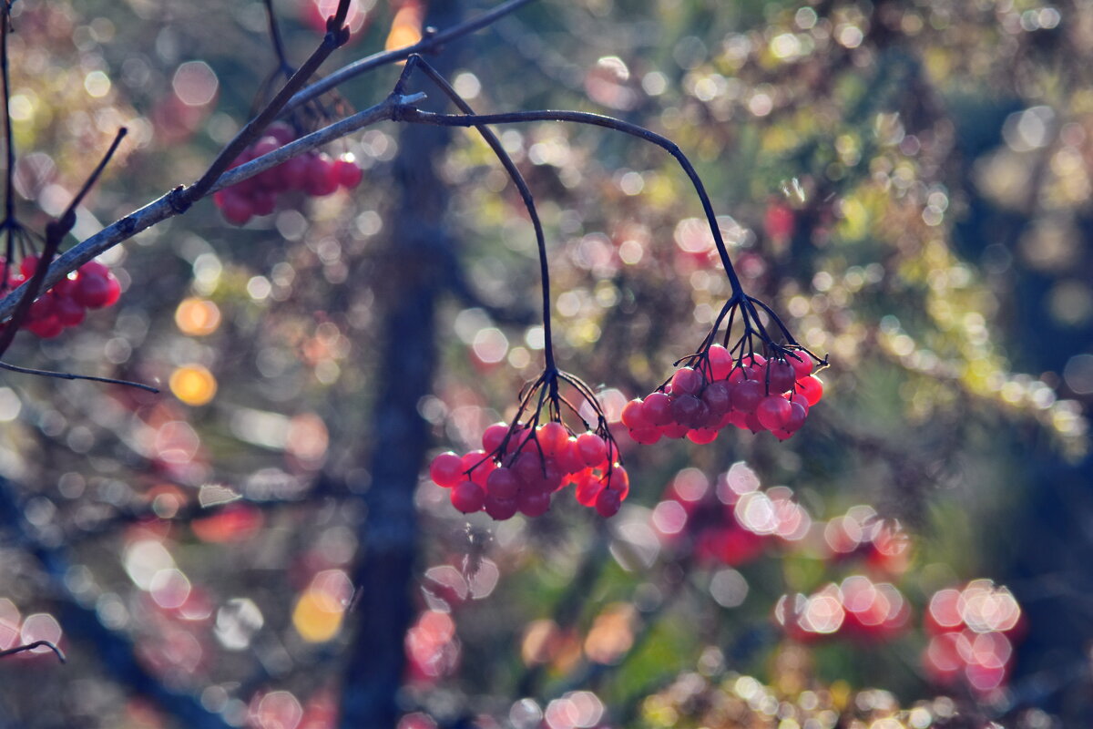Калина красная - Роман Пацкевич