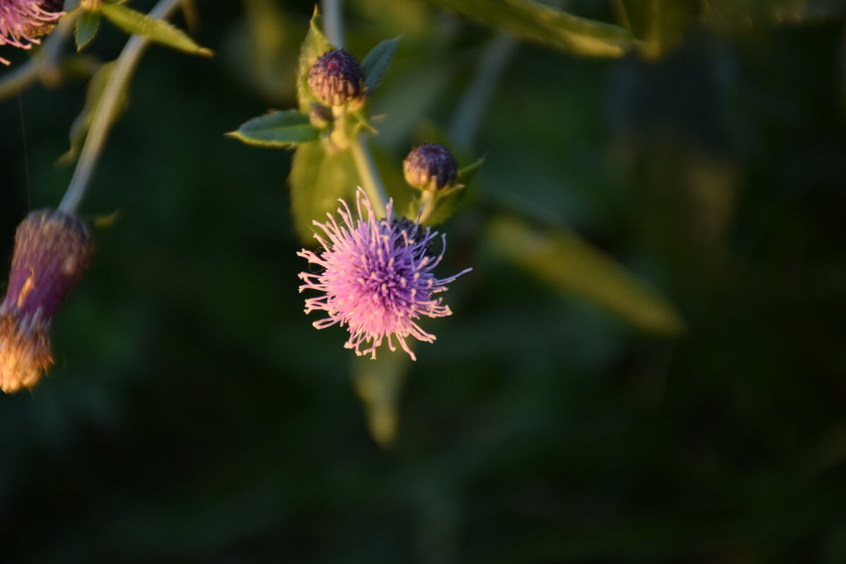 Махнатушка. - Юрий Полторыхин.