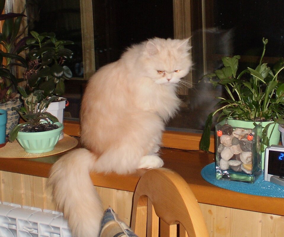 Мой дом - Венера Чуйкова