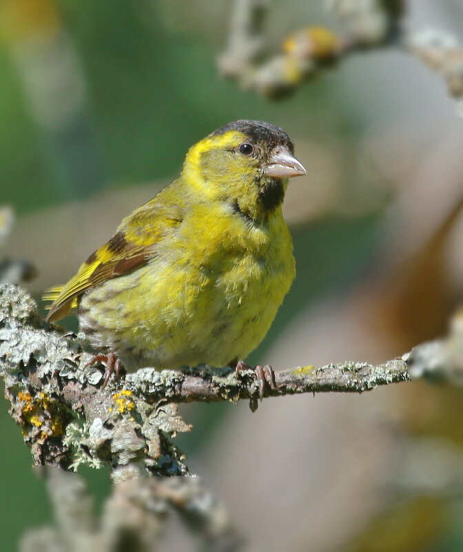 чиж - Andrey Bragin 