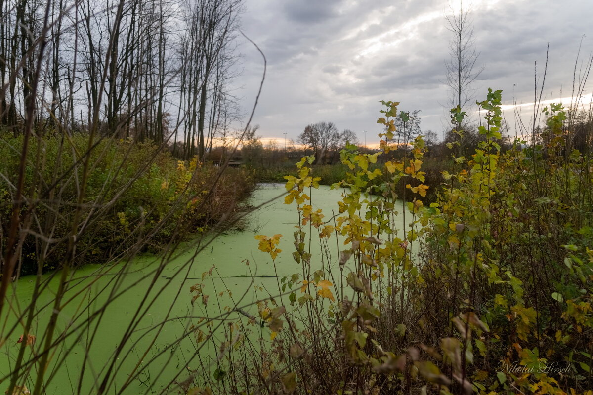 Перед сном... - Николай Гирш