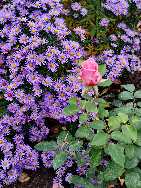 Ноябринки 7 ноября - Александр Чеботарь Ноябринки 7 ноября - Александр Чеботарь