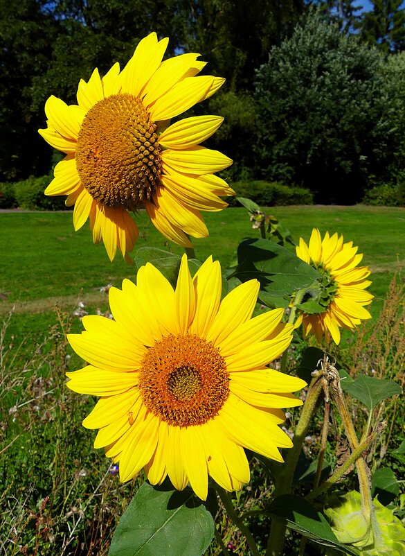 Солнечные цветы - Владимир Манкер