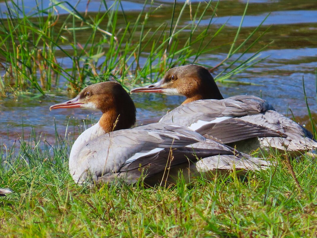 Большие крохали - Ольга Митрофанова