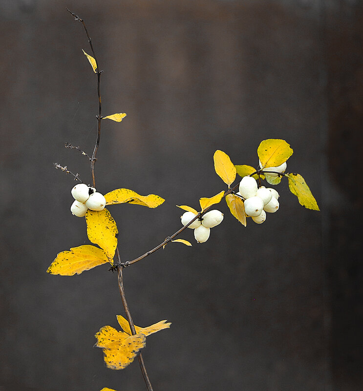 Снежноягодник в ноябре - Светлана 