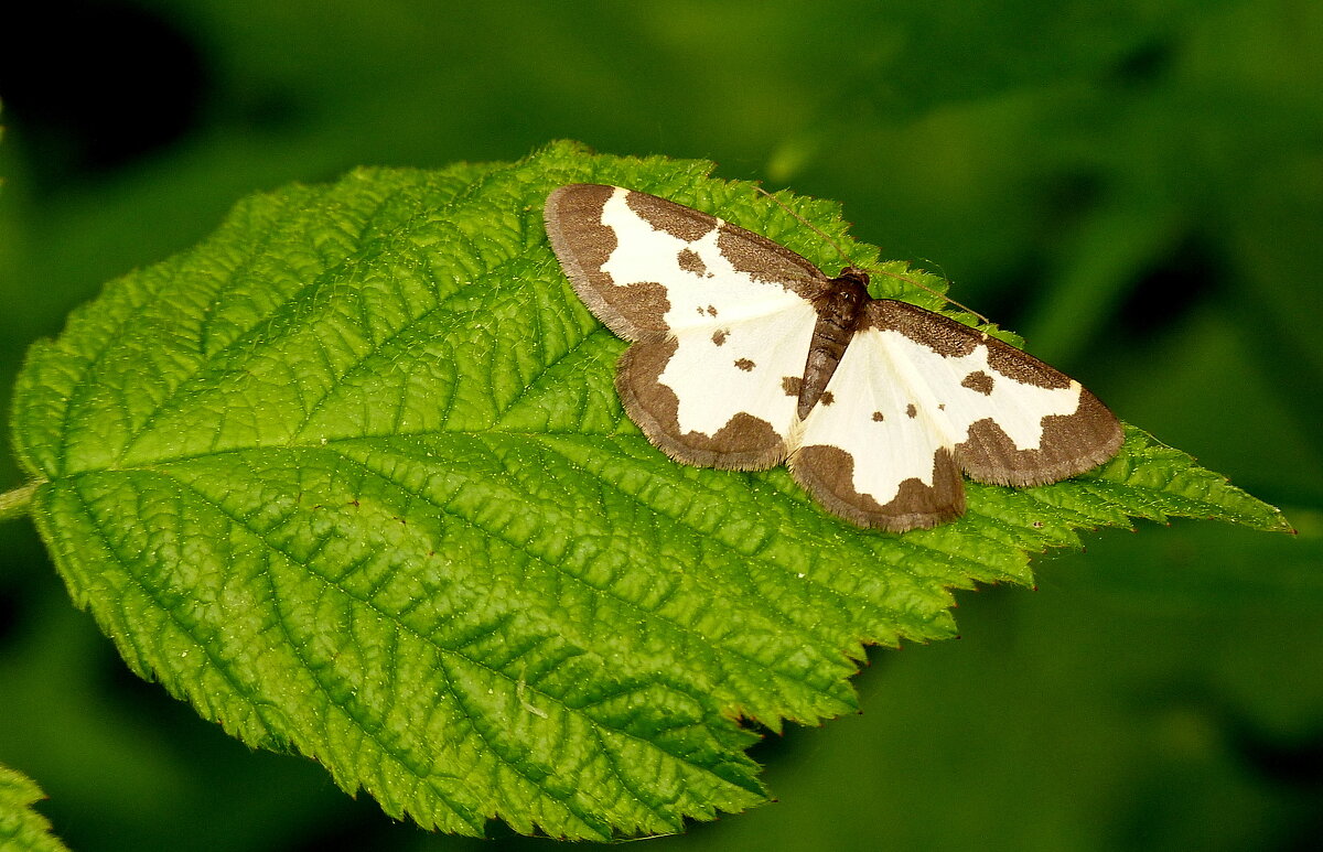 опять про бабочек...16 - Александр Прокудин