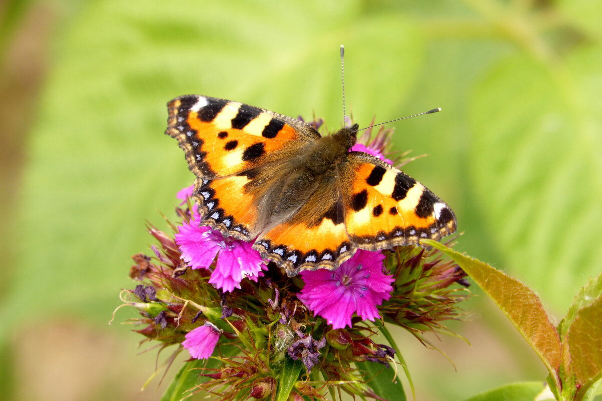 опять про бабочек...20 - Александр Прокудин