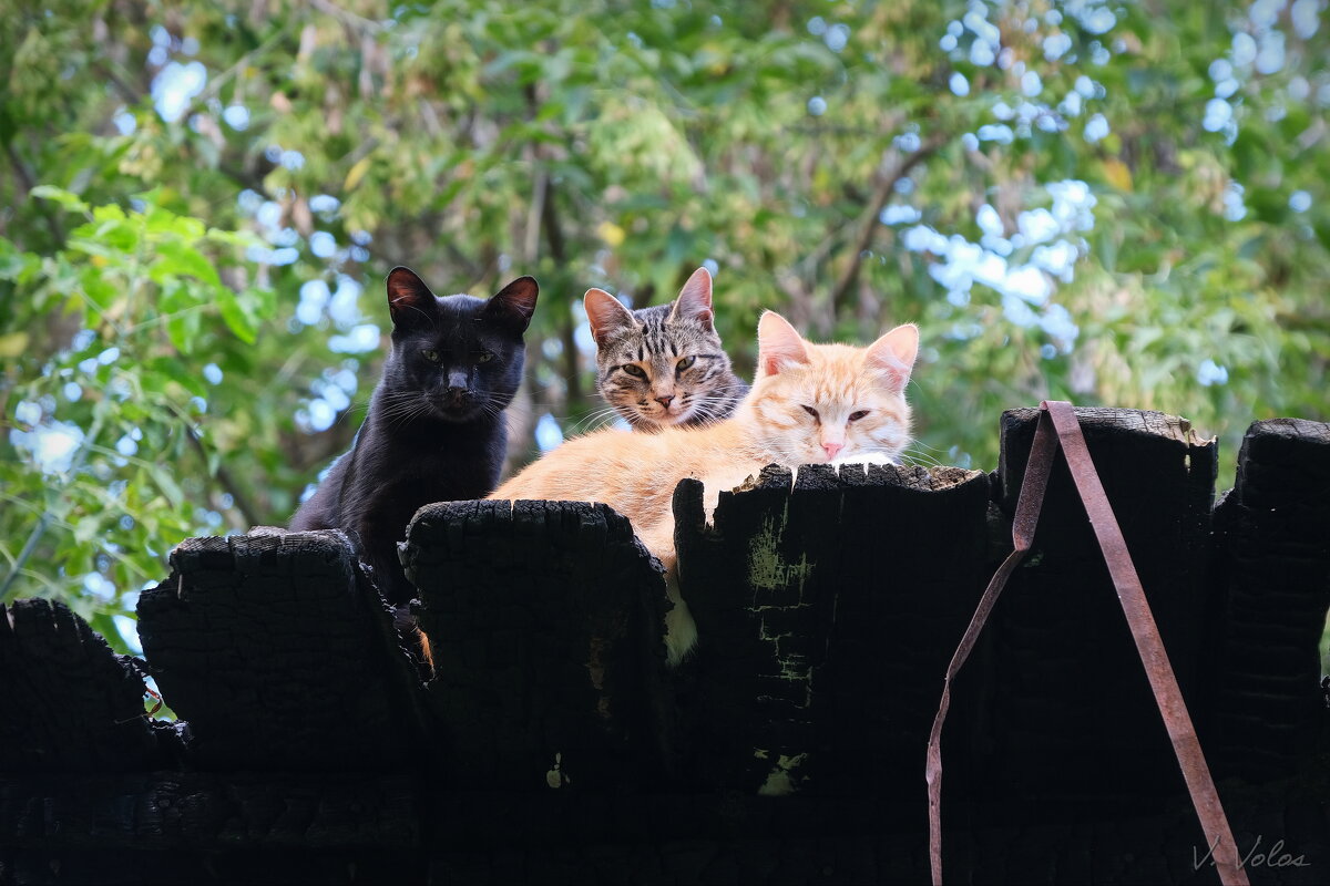 Калужские котики - Владимир В