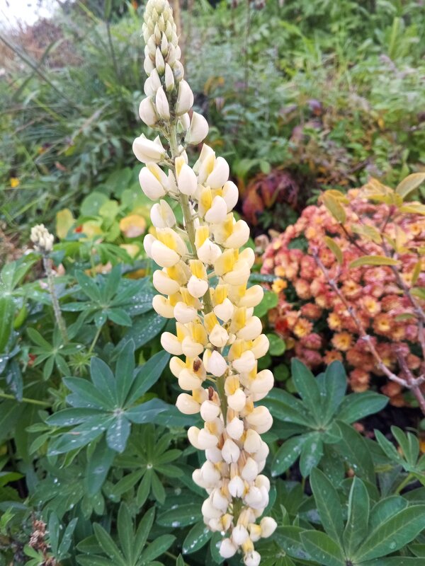 Люпин - Сапсан 